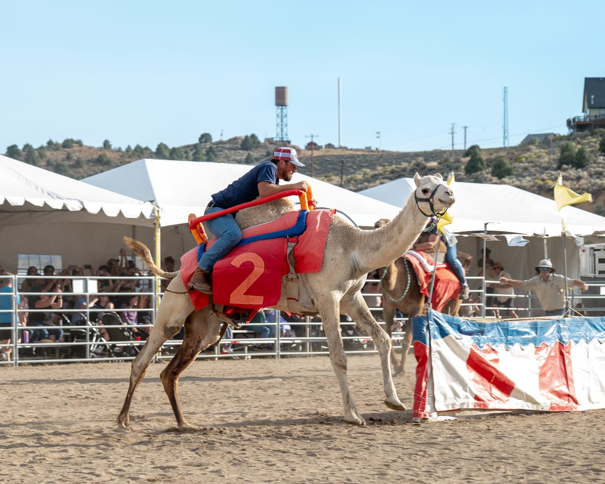 2025 Camel Races A Hit