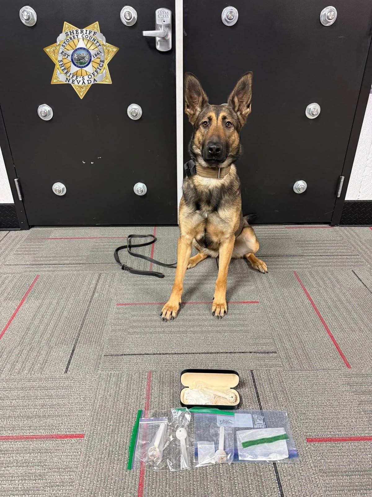 K9 Hera Caught Men with Pants Down