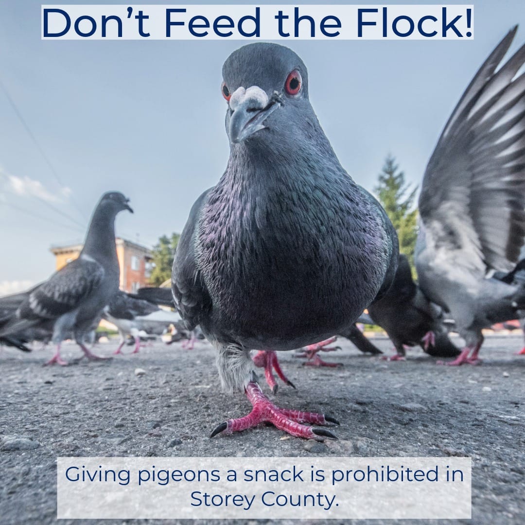 Don't Feed the Flock