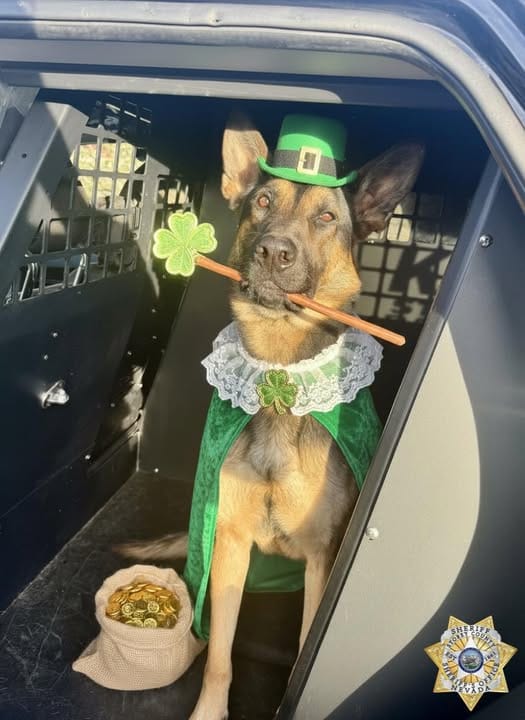 An Unlucky Traffic Stop