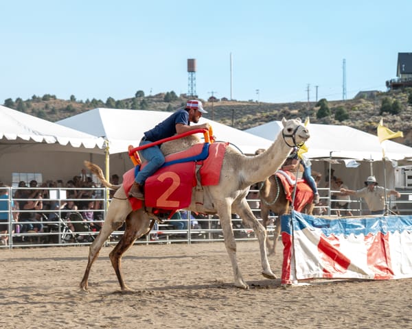 Camel Races A Hit